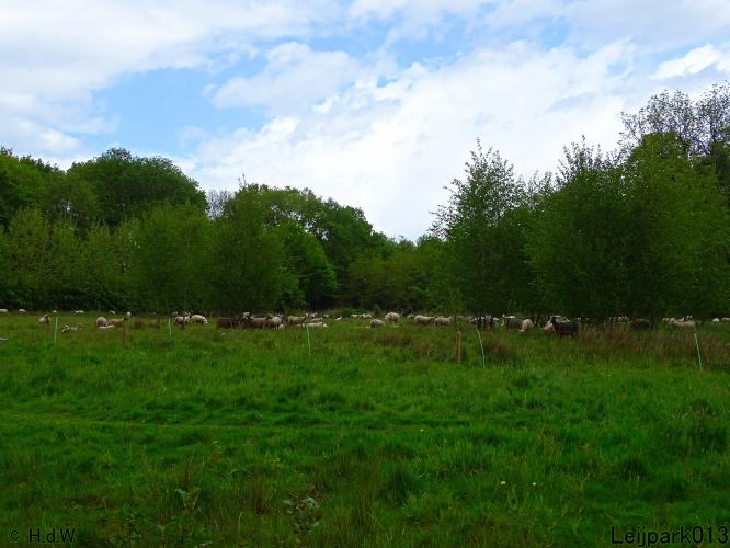 Leijpark013  20 &amp; 21 mei 2021 Er staan weer schaapjes in het park 