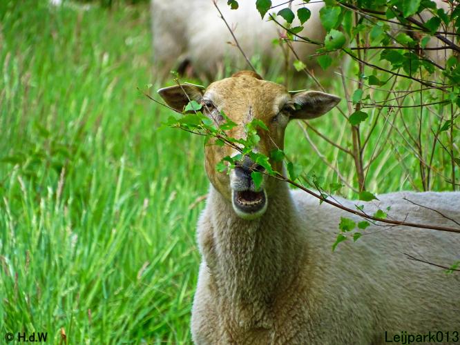 Leijpark013  20 &amp; 21 mei 2021 Er staan weer schaapjes in het park 