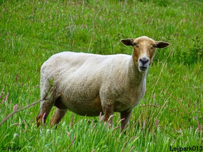 Leijpark013  20 &amp; 21 mei 2021 Er staan weer schaapjes in het park 
