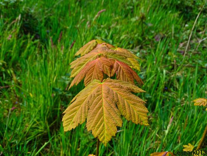 Leijpark013  20 &amp; 21 mei 2021 Er staan weer schaapjes in het park 