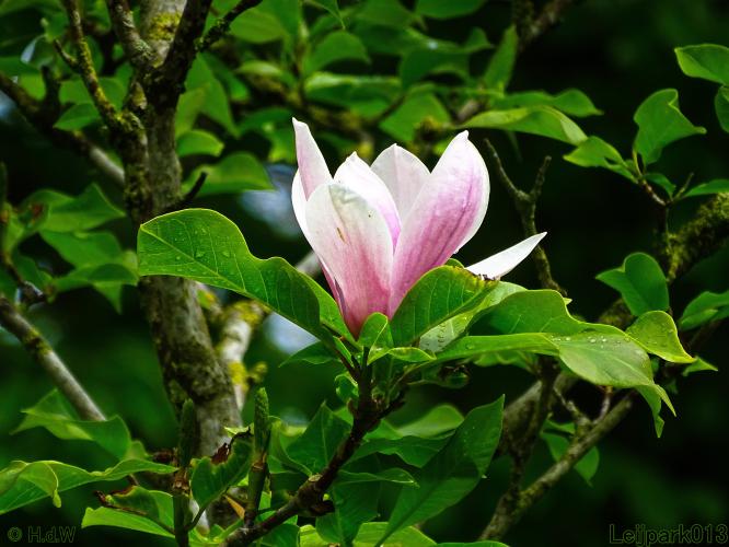 Leijpark013  20 &amp; 21 mei 2021 Er staan weer schaapjes in het park 