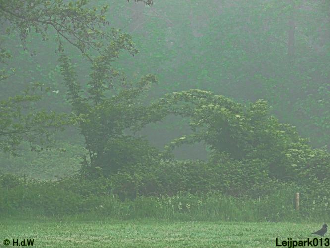 Leijpark013  20 &amp; 21 mei 2021 Er staan weer schaapjes in het park 