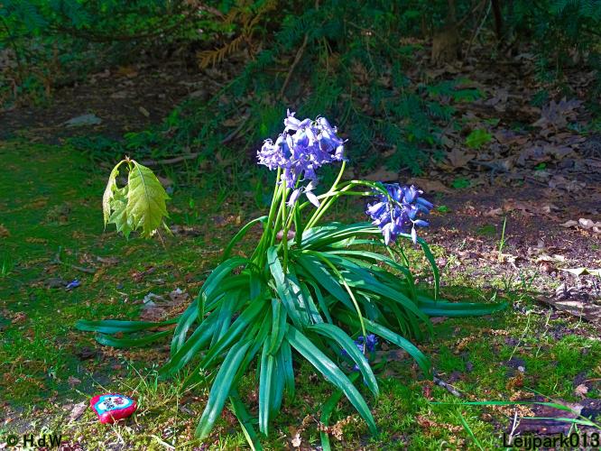 Leijpark013  20 &amp; 21 mei 2021 Er staan weer schaapjes in het park 