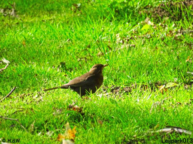 Leijpark013  20 &amp; 21 mei 2021 Er staan weer schaapjes in het park 