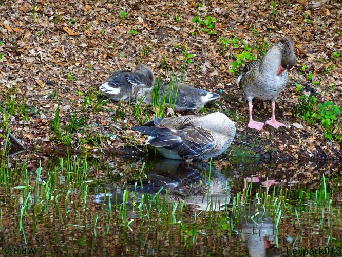 Leijpark013  20 &amp; 21 mei 2021 Er staan weer schaapjes in het park 
