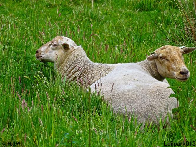 Leijpark013  20 &amp; 21 mei 2021 Er staan weer schaapjes in het park 