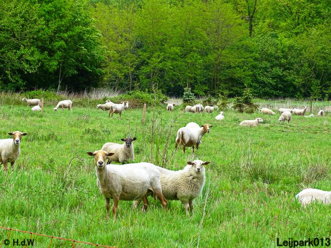 Leijpark013  20 &amp; 21 mei 2021 Er staan weer schaapjes in het park 