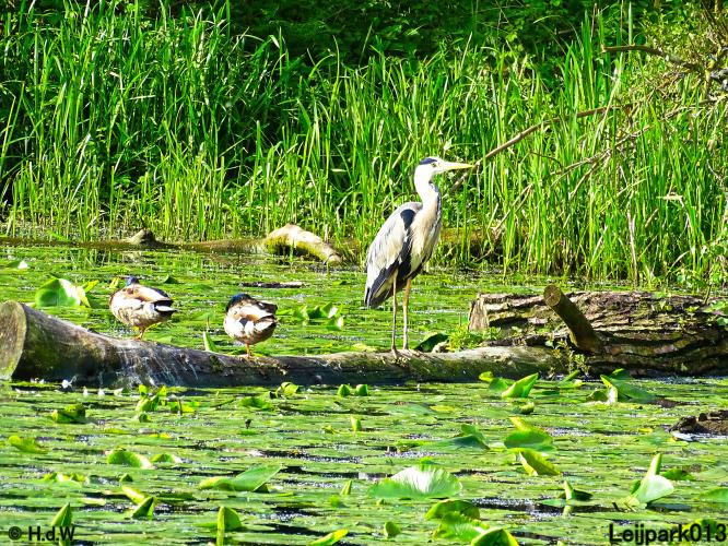 Leijpark013  20 &amp; 21 mei 2021 Er staan weer schaapjes in het park 