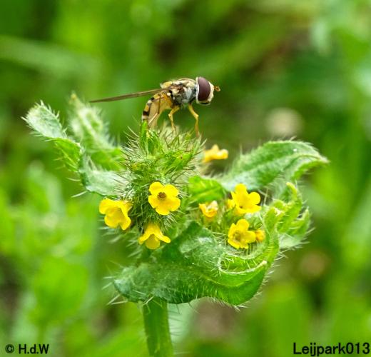Leijpark013  25 &amp; 26 mei 2021 