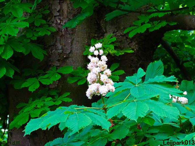 Leijpark013  25 &amp; 26 mei 2021 