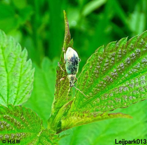 Leijpark013  25 &amp; 26 mei 2021 