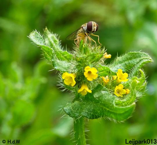 Leijpark013  25 &amp; 26 mei 2021 