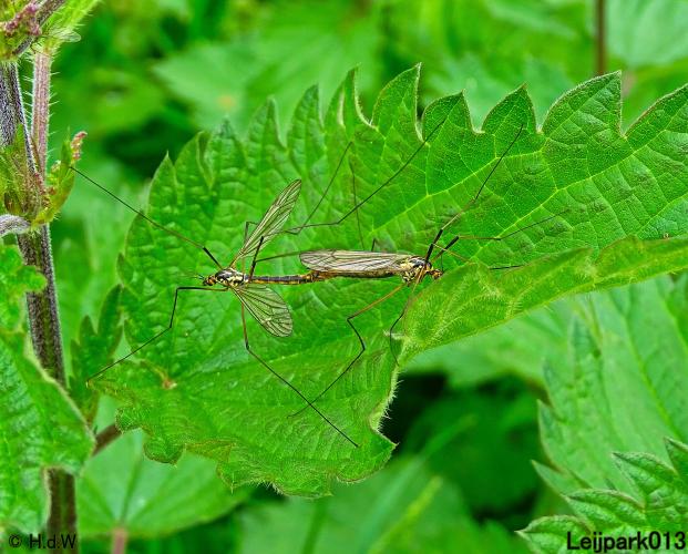 Leijpark013  25 &amp; 26 mei 2021 