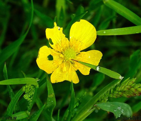 Leijpark013  25 &amp; 26 mei 2021 