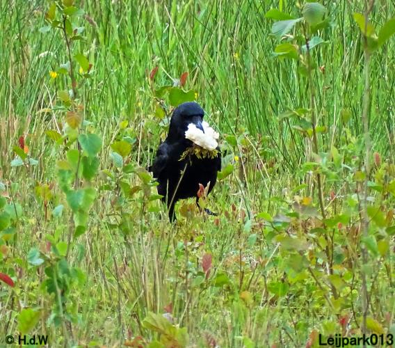 Leijpark013  25 &amp; 26 mei 2021 