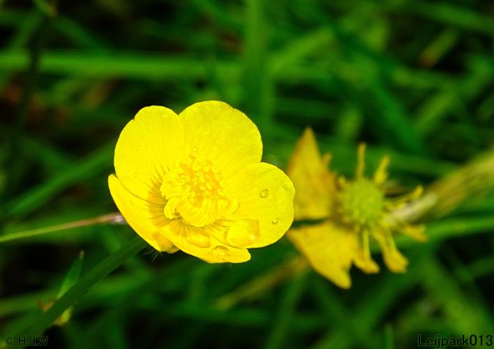 Leijpark013  25 &amp; 26 mei 2021 