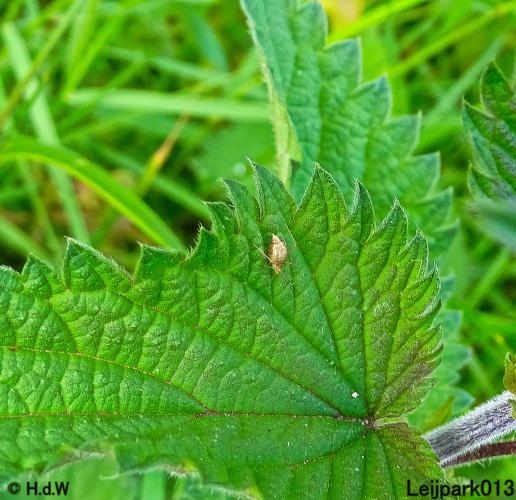 Leijpark013  25 &amp; 26 mei 2021 