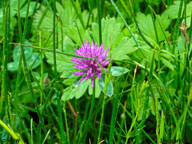 Leijpark013  25 &amp; 26 mei 2021 