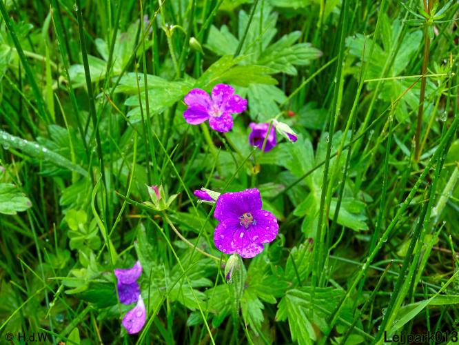 Leijpark013  25 &amp; 26 mei 2021 