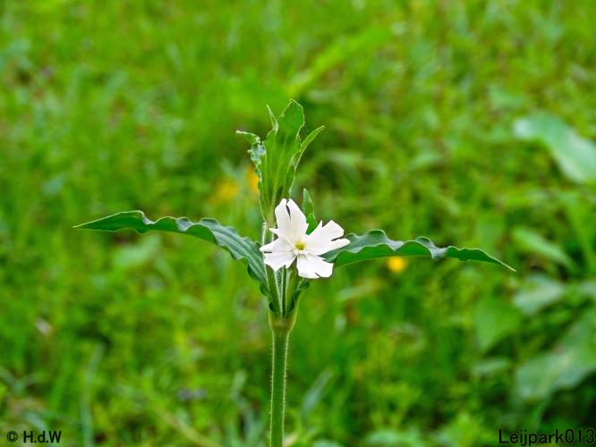 Leijpark013  25 &amp; 26 mei 2021 