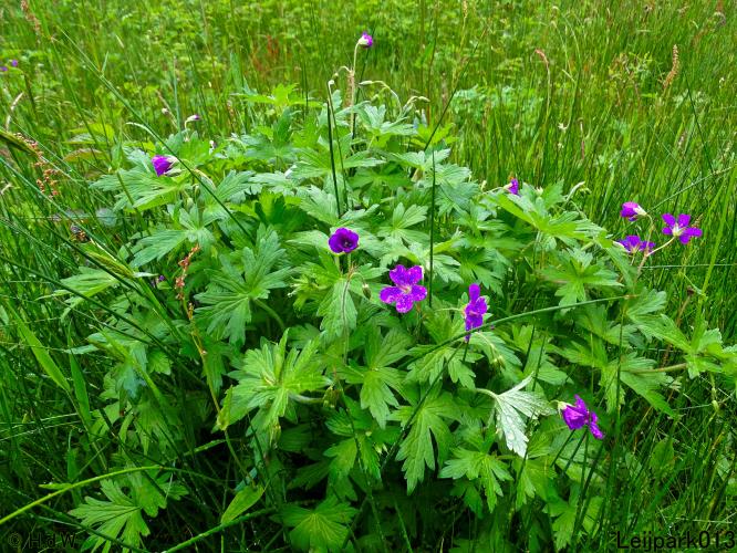 Leijpark013  25 &amp; 26 mei 2021 