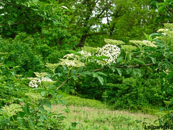 Leijpark013  25 &amp; 26 mei 2021 