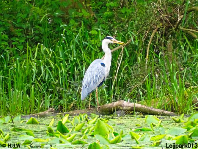 Leijpark013  25 &amp; 26 mei 2021 