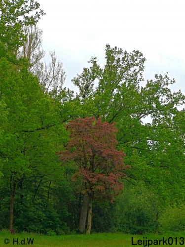 Leijpark013  25 &amp; 26 mei 2021 