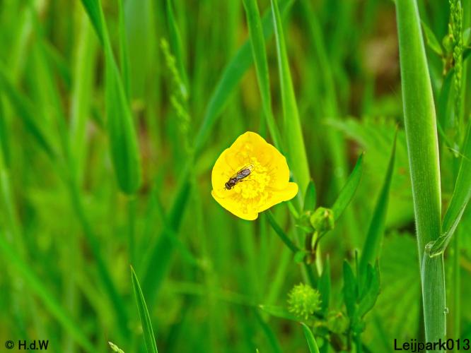 Leijpark013  25 &amp; 26 mei 2021 