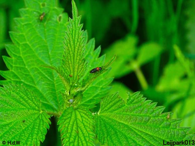 Leijpark013  25 &amp; 26 mei 2021 