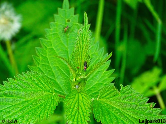 Leijpark013  25 &amp; 26 mei 2021 