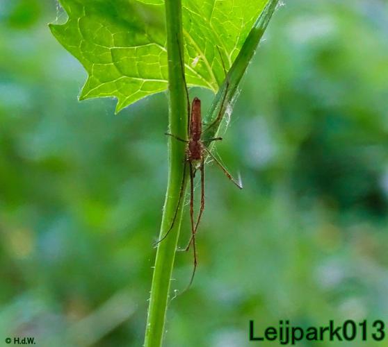 Leijpark013 28 May 2021 Strekspin