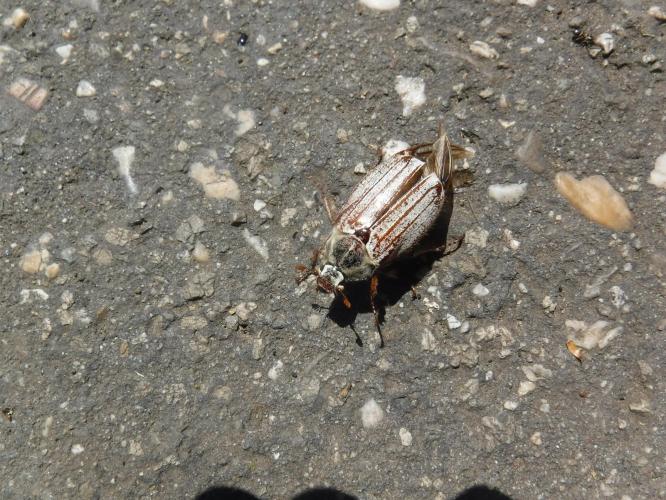 Leijpark013 30 mei 2021 Meikever 