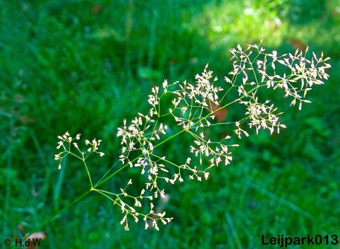 Leijpark013   1 juni 2021 