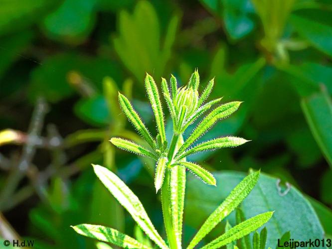 Leijpark013  5 juni 2021 Kleefkruid.