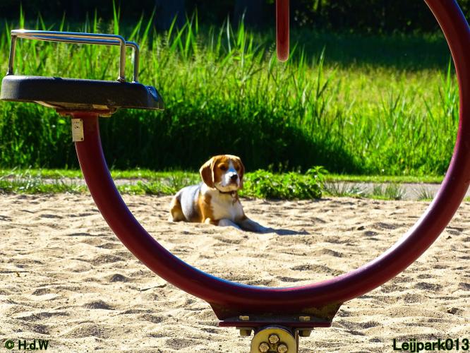 Leijpark013 11 juni 2021 Beestenboel 