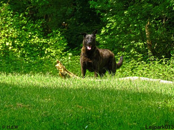 Leijpark013 11 juni 2021 Beestenboel 