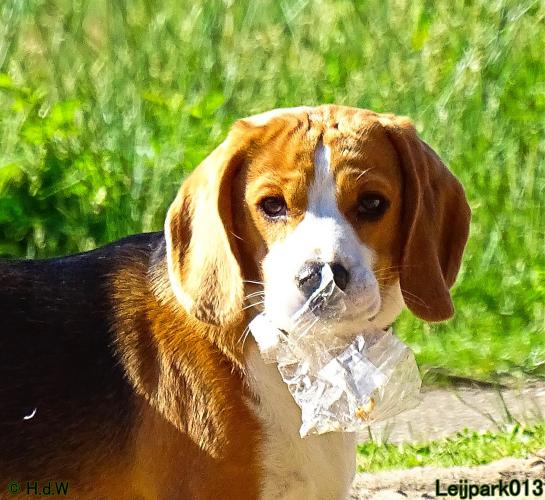 Leijpark013 11 juni 2021 Beestenboel 