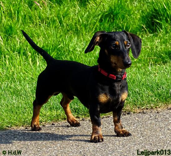 Leijpark013 11 juni 2021 Beestenboel 