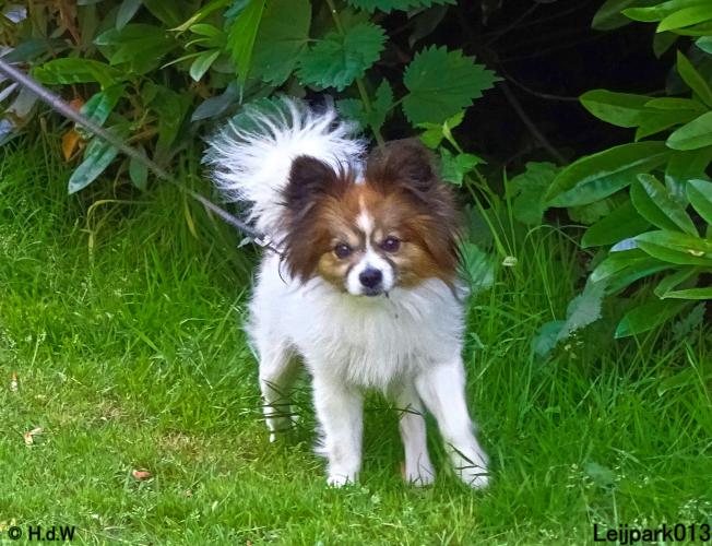 Leijpark013 11 juni 2021 Beestenboel 