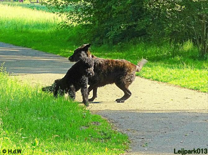 Leijpark013 11 juni 2021 Beestenboel 