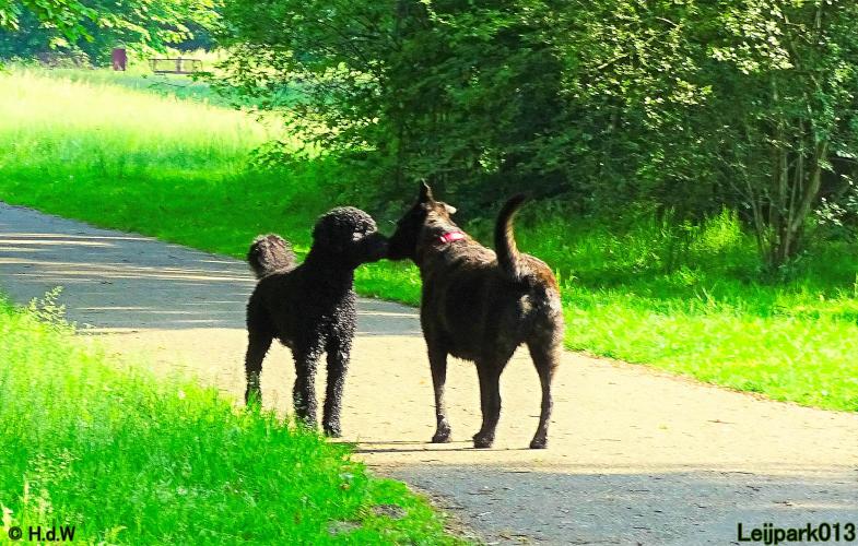 Leijpark013 11 juni 2021 Beestenboel 