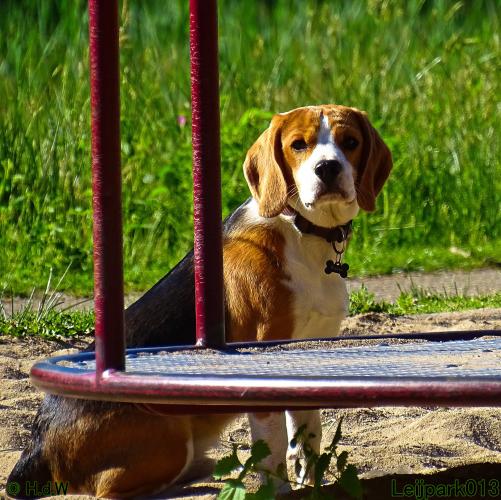 Leijpark013 11 juni 2021 Beestenboel 