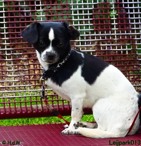 Leijpark013 11 juni 2021 Beestenboel 