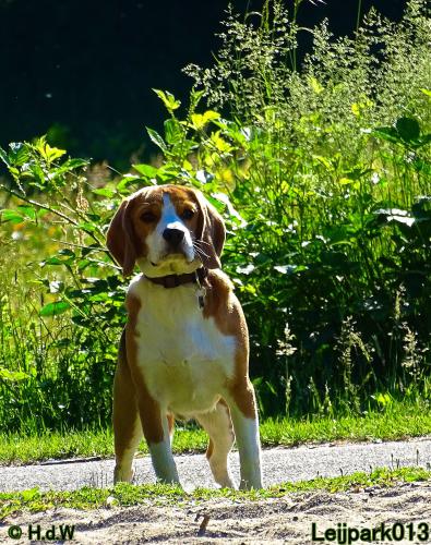 Leijpark013 11 juni 2021 Beestenboel 