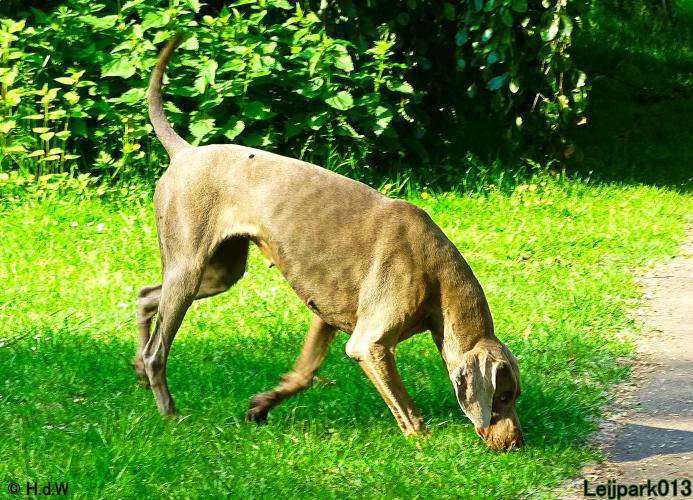 Leijpark013 11 juni 2021 Beestenboel 