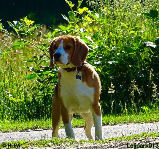 Leijpark013 11 juni 2021 Beestenboel 