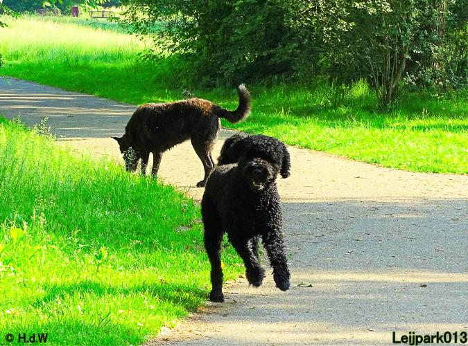 Leijpark013 11 juni 2021 Beestenboel 