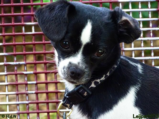 Leijpark013 11 juni 2021 Beestenboel 