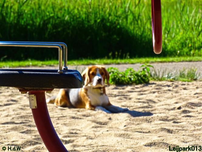 Leijpark013 11 juni 2021 Beestenboel 